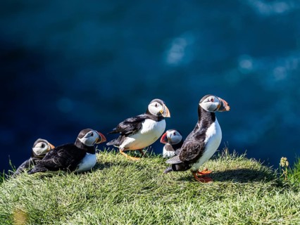 Puffin (Fratercula arctica) on a cliff on the Westman Islands, Iceland, Europe