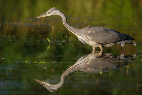 Gray heron (Ardea cinerea) fishing in pond. Alsace, France, Europe