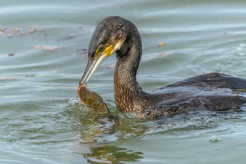 A large eel struggles to escape from a great cormorant (Phalacrocorax carbo)