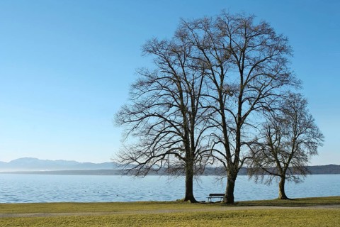 Three trees at the lake Starnberg in Bavaria, Germany, Europe