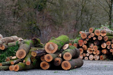 Stacked logs in a storage yard after helicopter transport from a difficult-to-access ravine forest,