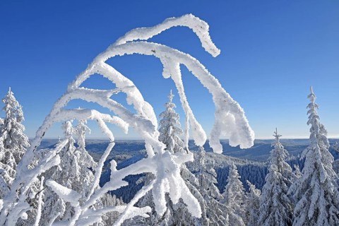 Winter landscape, fir trees, with hoarfrost, Hornisgrinde, Central Black Forest nature park Park,