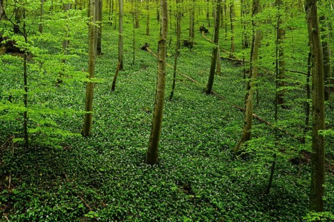 Bear's garlic in the deciduous forest at the foot of the Swabian Alb, bear's garlic in the