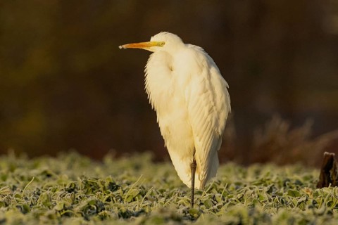 Great Egret standing in a green meadow, looking left in the morning light