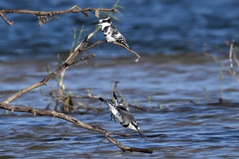 Grey Kingfisher (Ceryle rudis) with prey fish in its beak, Okavango, Bwabwate National Park,