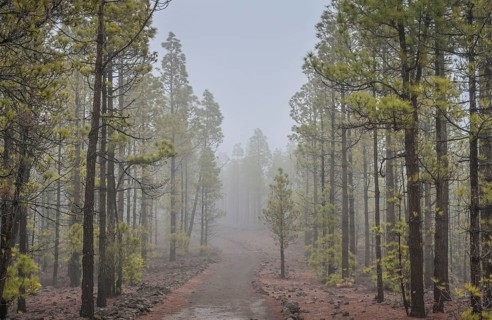 Pine forest north-east of Vilaflor on the PR-TF 72 hiking trail to the Paisaje Lunar lunar