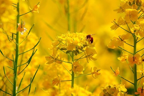 Rape flowers and bees. Shooting Location: Tokyo metropolitan area