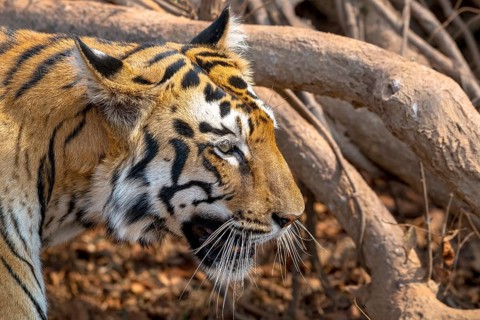 Tiger (Panthera tigris), Bengal tiger or Indian tiger, big cat (Pantherinae), carnivore