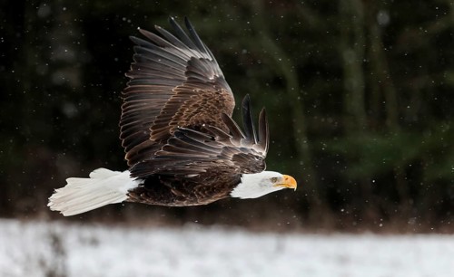 A North American bald eagle (Haliaeetus leucocephalus) at a bird of prey nature reserve