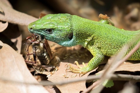 European green lizard eats a cockchafer