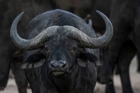 African buffalo (Syncerus caffer), Madikwe Game Reserve, North West Province, South Africa, RSA,