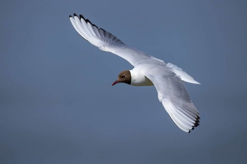 Black-headed Black-headed Gull