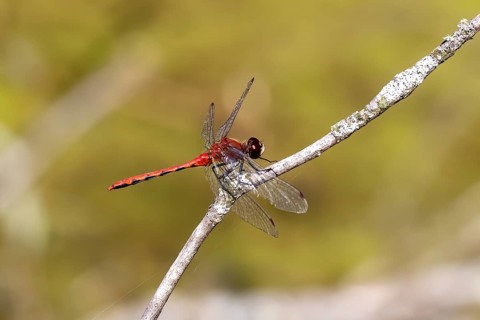 Dragonfly sitting on a branch tree