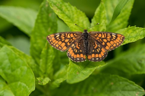 Ash Fritillary (Euphydryas maturna)