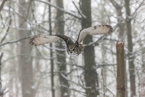 A captive great horned owl (Bubo virginianus) also known as a tiger owl at a bird of prey sanctuary