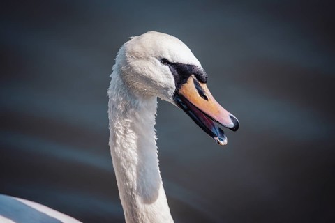 Swan (olor) Offenbach am Main, Germany, Europe