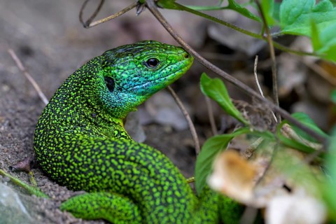 Western green lizard (Lacerta bilineata) of a bright green and blue lizard between plants and soil,