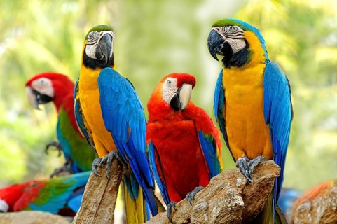 Birds, Scarlet Macaws and Blue and Gold Macaws sitting on branch of tree Safari world Bangkok,