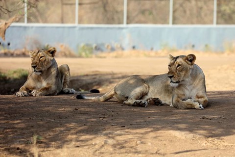 Lioness sasan gir Gujarat India Asia