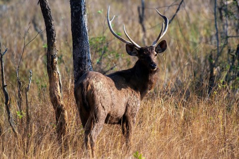 Sambar deer, Tadoba Wildlife Sanctuary, Maharashtra, India, Asia