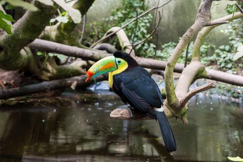 A picture of a colored toucan on a tree