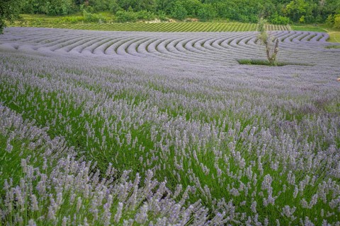 Beautiful summer evening in a lavender field. Large blue lavender bushes blooming in a cultivation