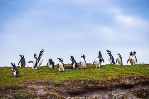Magellanic penguins (Sphreniscus magellanicus), group in the field, Volunteer Point, Falkland