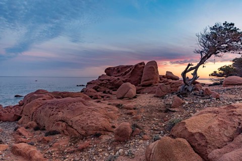 Coastal landscape with bizarre, red rocks and weathered, gnarled trees at sunset over the sea,