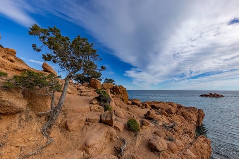 Coastal landscape with bizarre red rocks and gnarled trees with a view of the sea in the sunshine,