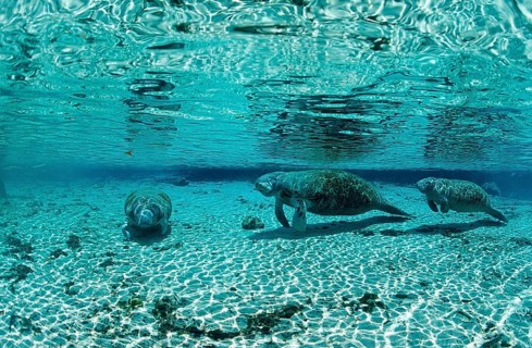 Round-tailed manatee, mother and calf, Trichechus manatus latirostris, USA, Florida, FL, Crystal