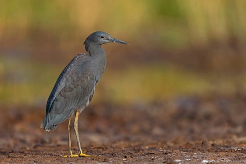 Bellied Heron, (Egretta ardesiaca), standing on a branch looking for prey, Gambia, Africa,