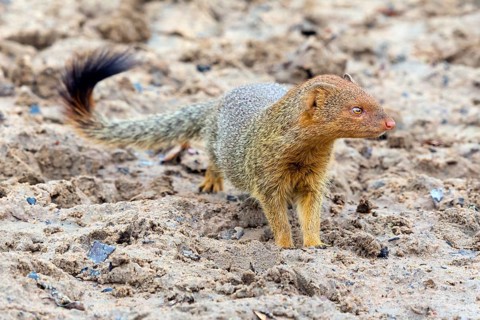 Slender mongoose, (Herpestes sanguineus), carnivore of the mongoose family, Mkuze Game Reserve,
