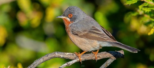 White-bearded warbler, (Sylvia cantillans), perch, biotope, bearded warbler, songbird, warbler