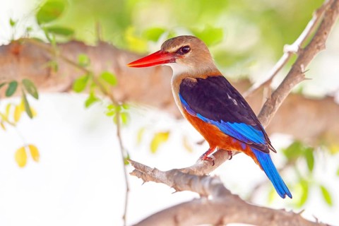 Grey-headed kingfisher, kingfisher, perch, foraging, biotope, habitat, animals, birds, kingfishers,