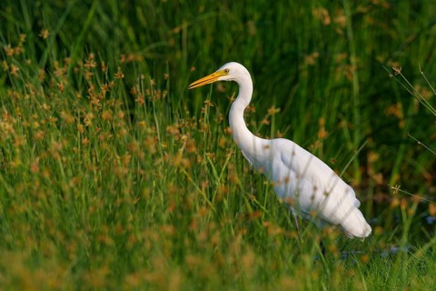 Asian Intermediate Egret, Intermediate Egret, Egretta intermedia, Mesophoyx intermedia, Aigrette