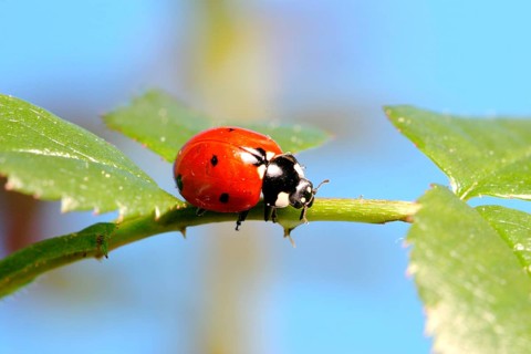 Seven-spot ladybird (Coccinella septempunctata) on a rose leaf, Insect, Insects, Beetle Federal