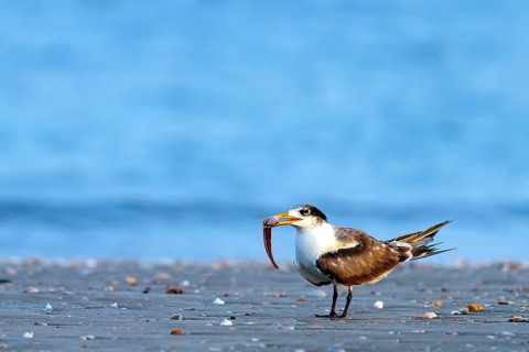 Caspian Tern, (Sterna bergii), (Thalasseus bergii), subfamily of terns, with prey at the edge of
