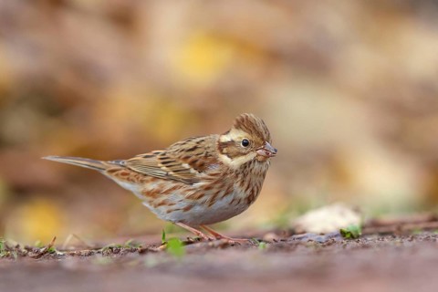 Bunting, (Emberiza rustica), animals, birds, buntings, biotope, Heligoland, Schleswig-Holstein,