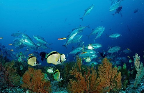 Cleaner butterflyfish and spiny mackerel, Johnrandallia nigrirostris, Caranx sexfasciatus, Mexico,
