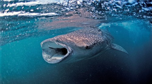 Feeding whale shark, Rhincodon thypus, Djibouti, Djibouti, Africa, Afar Triangle, Gulf of Aden,