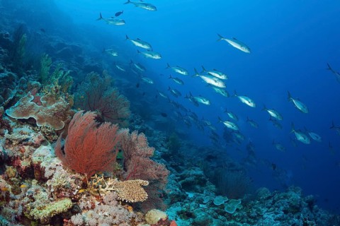 Bigeye jackfish on the reef, Caranx sexfasciatus, Osprey Reef, Coral Sea, Australia, Oceania
