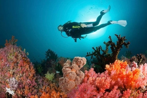 Divers and colourful coral reef, Triton Bay, West Papua, Indonesia, Asia