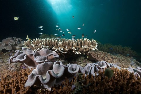 Coral reef with mushroom leather coral, Sarcophyton sp., Triton Bay, West Papua, Indonesia, Asia
