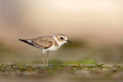 Animals, birds, plover, Kentish plover, (Charadrius alexandrinus), biotope, habitat, foraging, Barr