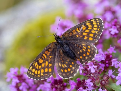 Fritillary butterfly, Common fritillary, (Melitaea athalia), butterfly, butterflies, moths, insect,