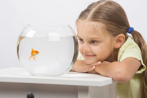 Six year old girl put her head on the handle and looks at a goldfish in an aquarium