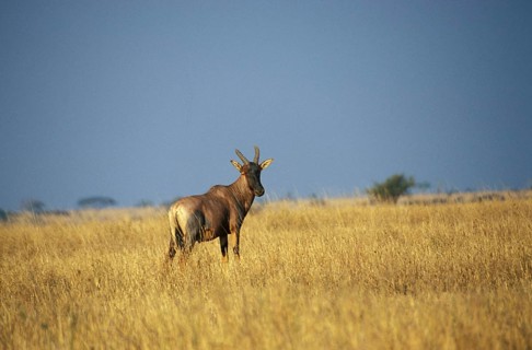 Red hartebeest (Alcelaphus buselaphus)