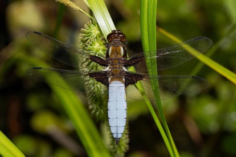 Flat belly (Libellula depressa)