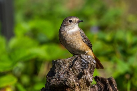 Common redstart - female on a stump (Phoenicurus phoenicurus)