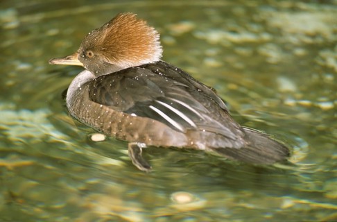 Hooded merganser female (Mergus cucculatus)